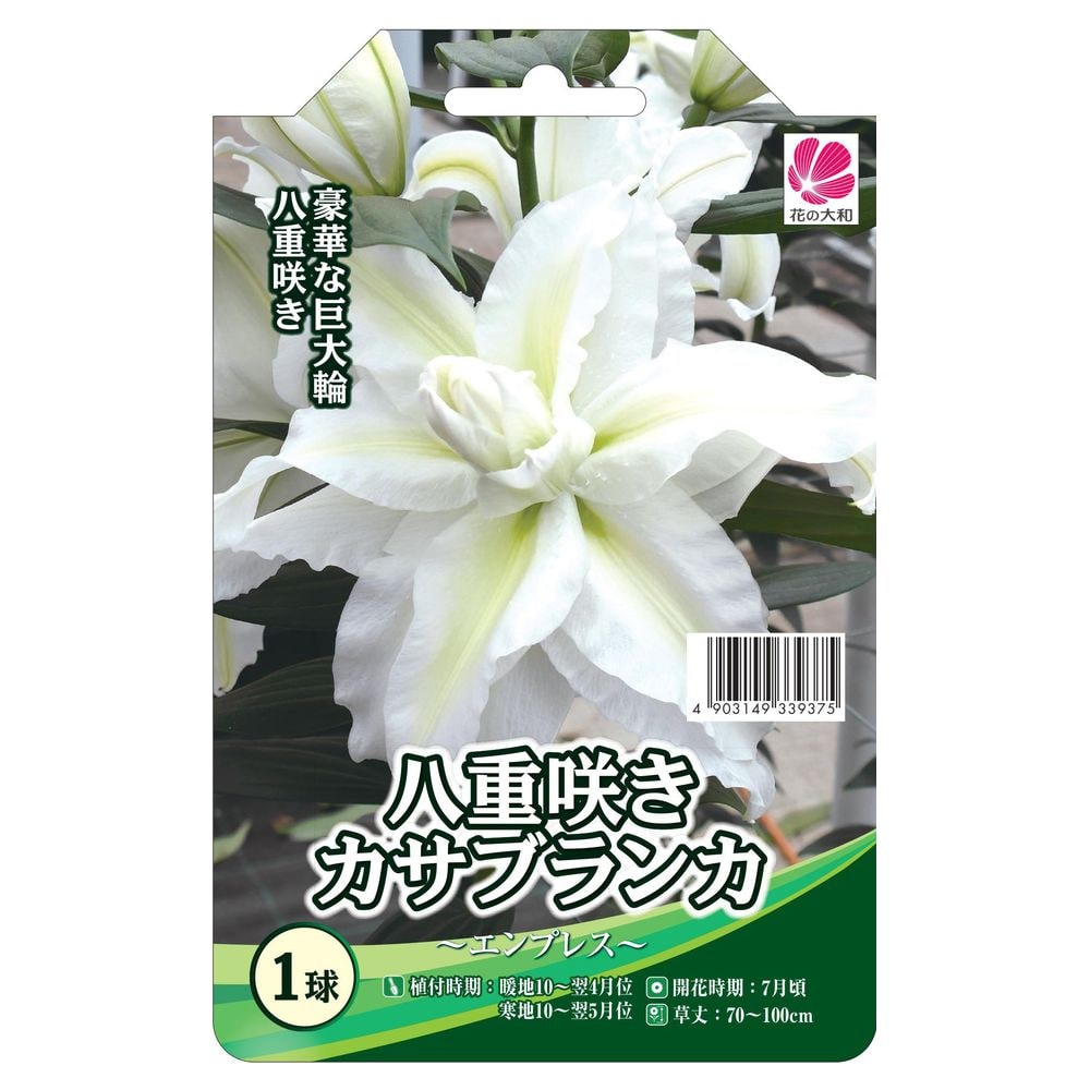 ユリ カサブランカ八重咲き 1