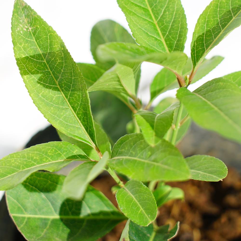 マユミ ホウキ 1