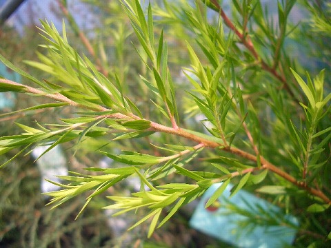 メラレウカ　ティーツリー　ブラックティーツリー　葉　