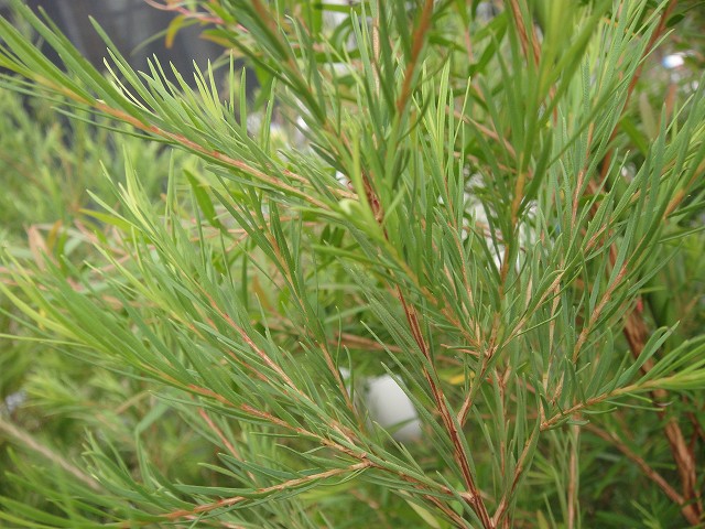 メラレウカ　ティーツリー　メディカルティーツリー　葉