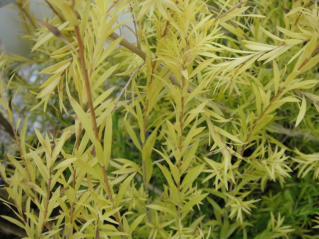 レボリューションゴールド