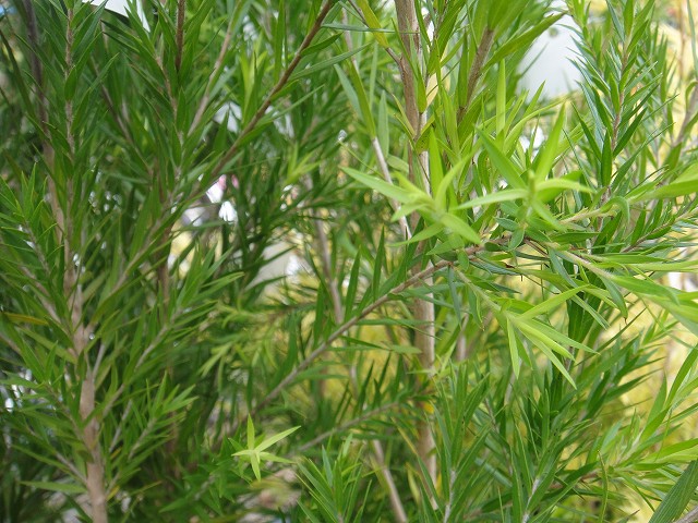 メラレウカ レボリューショングリーン