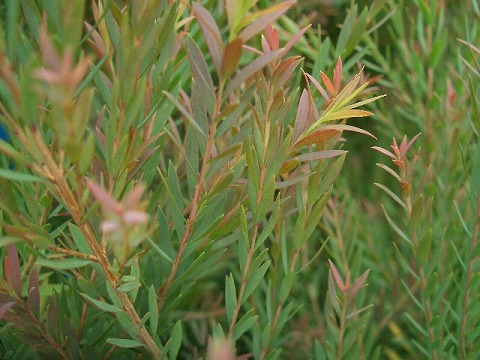 メラレウカ レッドジェム 