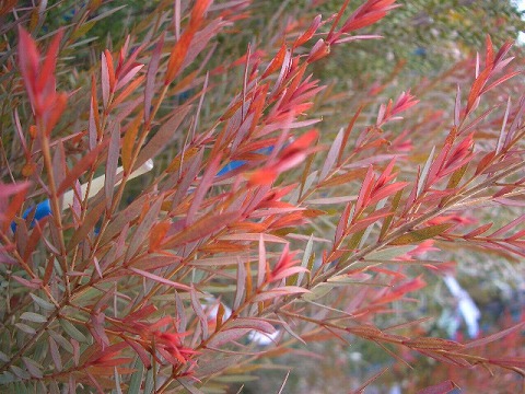 メラレウカ レッドジェム 2