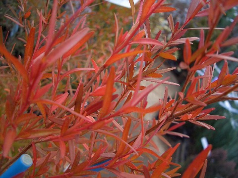 レプトスペルマム　レモンティーツリー　葉