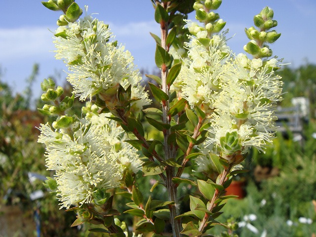 メラレウカ センテッドペーパーバーク クリーム色　花　ブラシ状