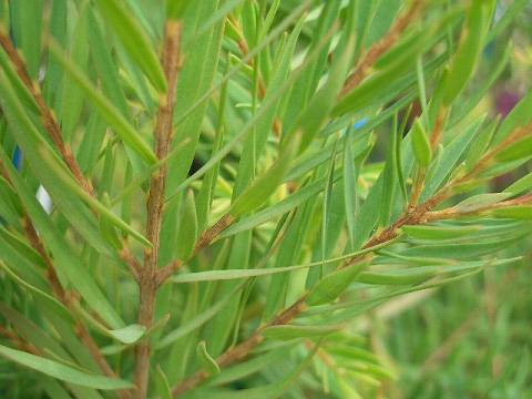 メラレウカ　ティーツリー　スノーインサマー　葉