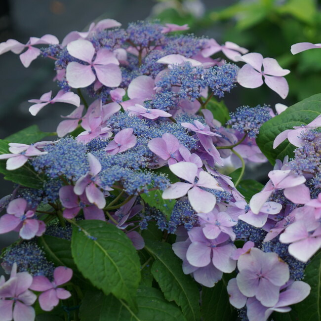 アジサイ 茜月 1