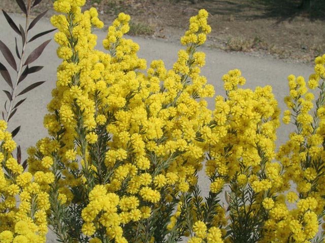 アカシア　ゴールデントップ　1　花