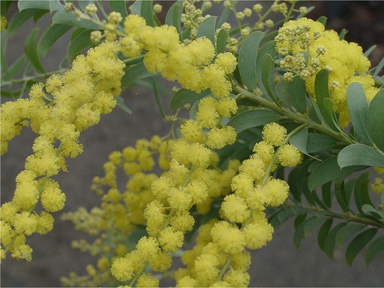 アカシア　ハーフムーン　花