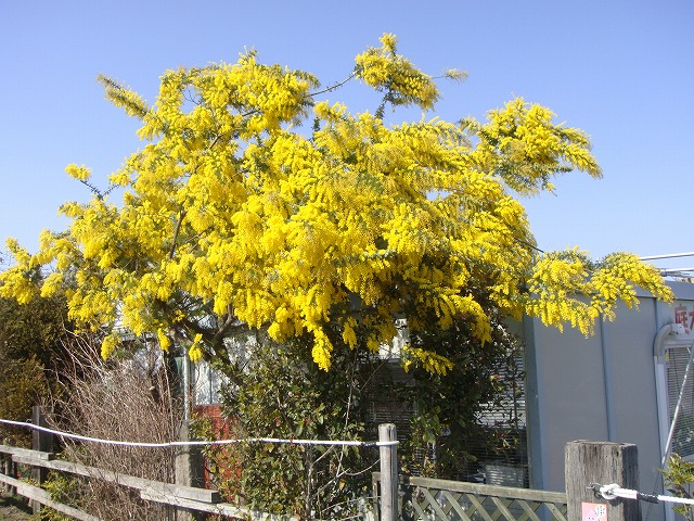 アカシア ゴールデンミモザ 苗 販売 苗木部 By 花ひろばオンライン