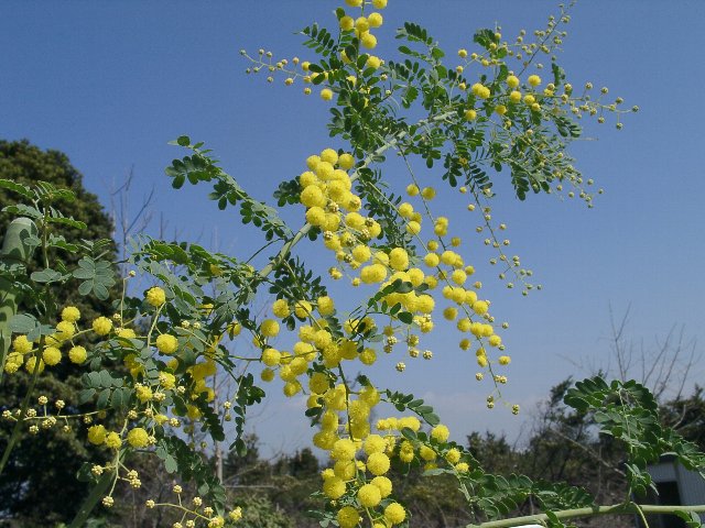 アカシア \“スペクタビリス”