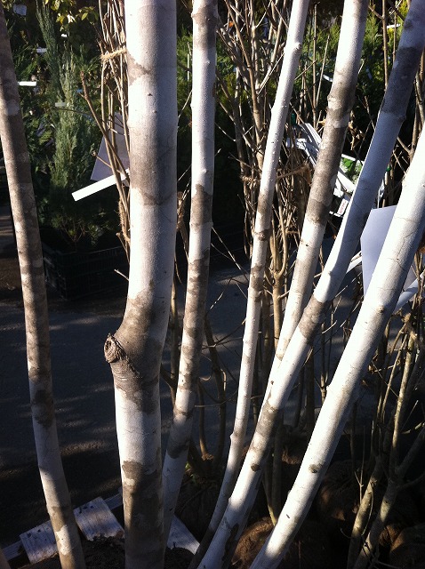 アオダモ コバノトネリコ 4