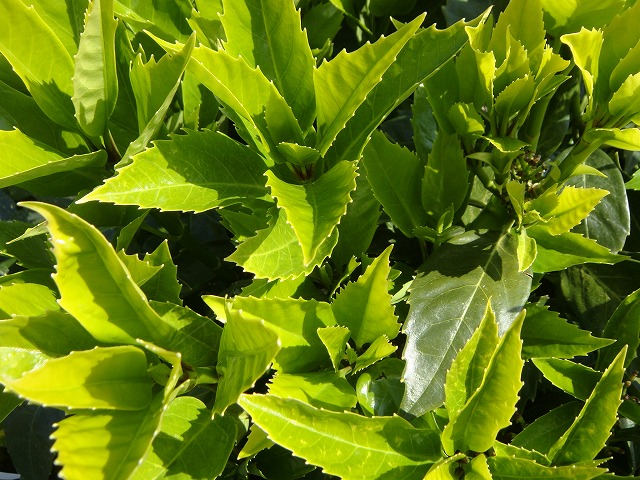 アオキの葉