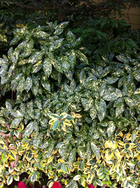 アオキ　スターダスト