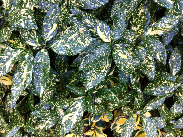 アオキ　スターダスト