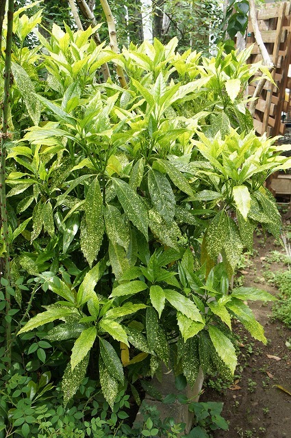 アオキ　スターダスト