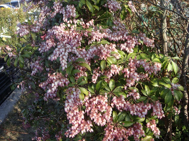 赤花アセビ