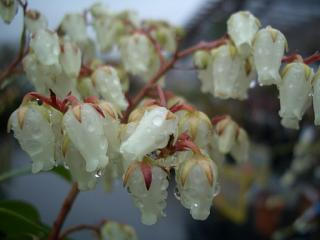 白花 アセビ 苗 販売 苗木部 By 花ひろばオンライン