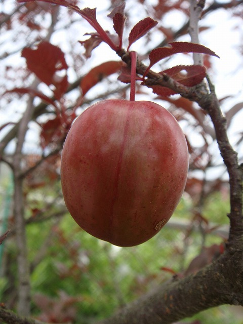 プラム・スモモ ベニバスモモ ハリウッド 苗 販売 苗木部 By 花ひろば