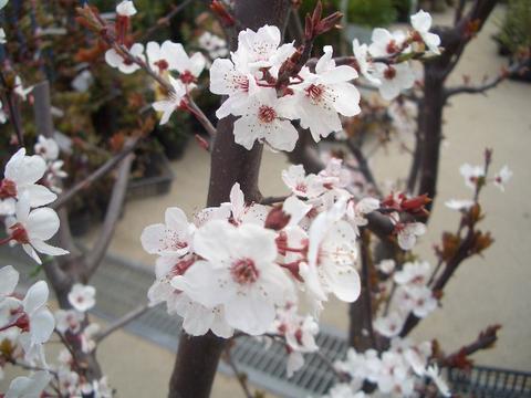 プラム・スモモ ベニバスモモ　ハリウッド 