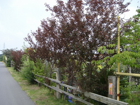 プラム・スモモ ベニバスモモ　ハリウッド 1