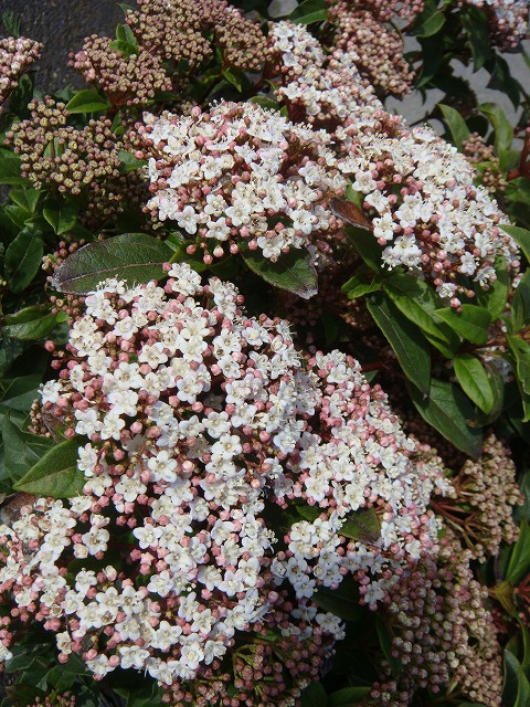 ビバーナム シナモミフォリューム