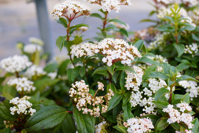 ビバーナム ダビディー 2