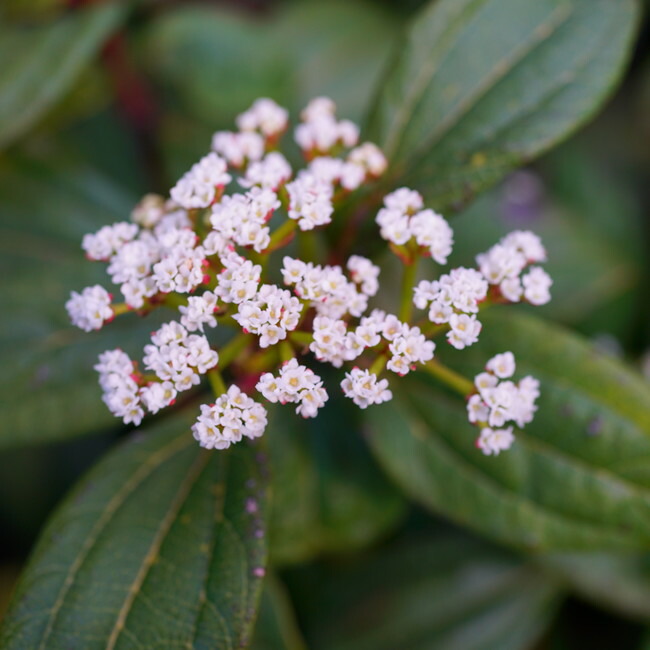 ビバーナム ダビディー