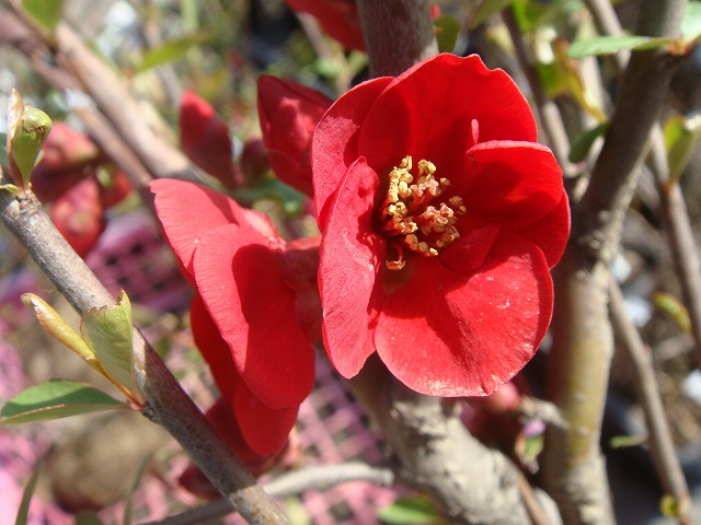 ボケ 赤花 1