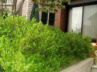 ボックスウッドの生垣