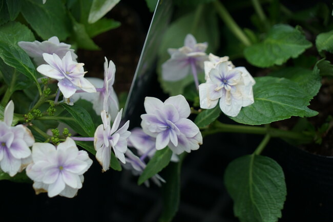 アジサイ キュート 4