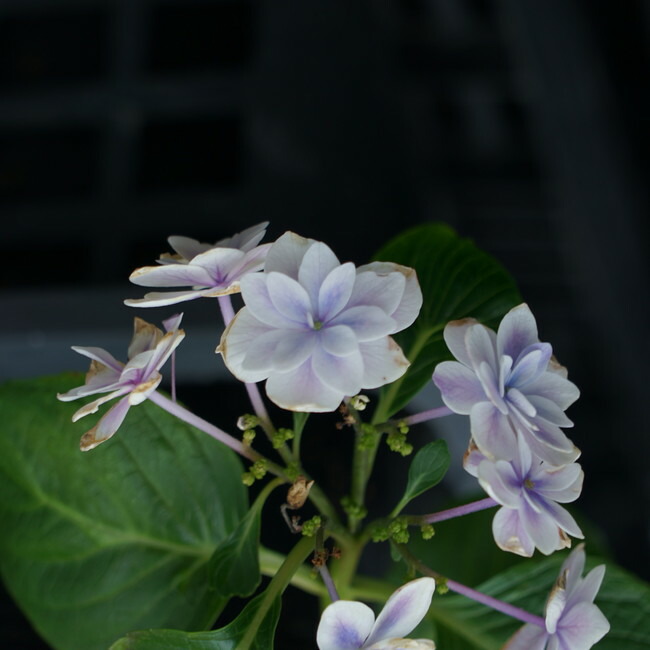 アジサイ キュート 1