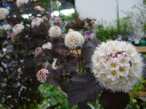 アメリカテマリシモツケ  ディアボロ