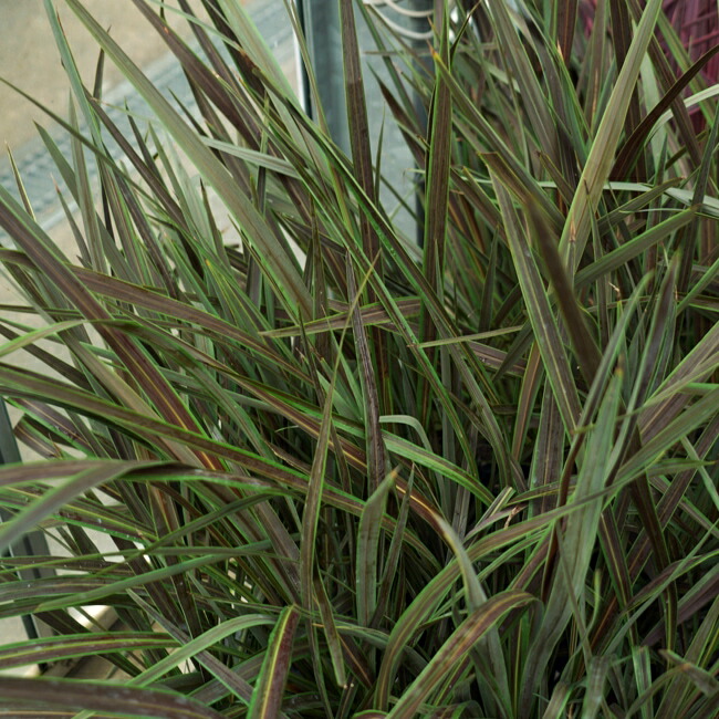 コルジリネ エレクトリックスター 2