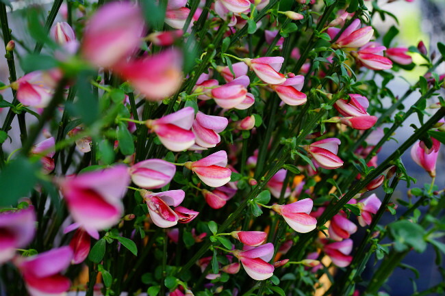 エニシダ ベニバナ 