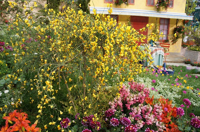 エニシダ ほほえみ 1