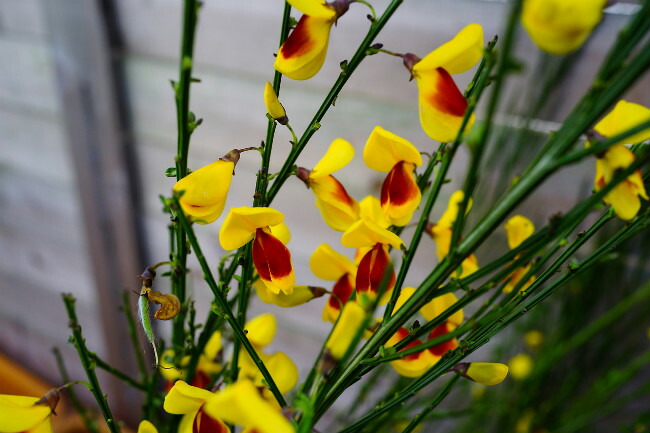 ほおべに エニシダ 