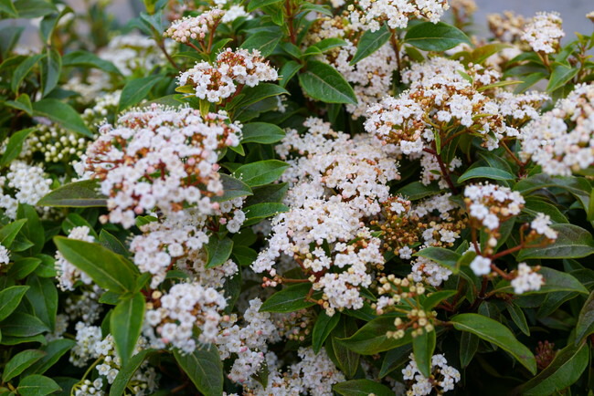 ビバーナム 日陰でも育つフレンチホワイト