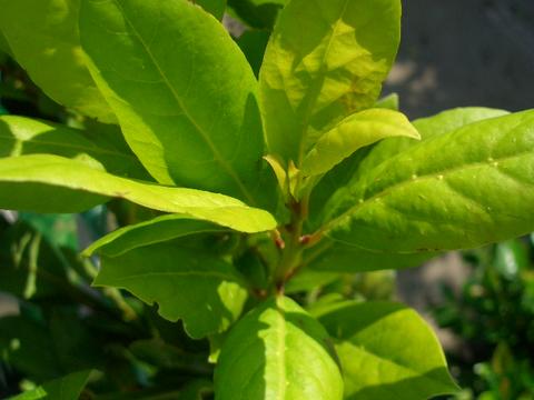 月桂樹 オーレア 