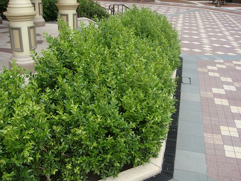 ギンバイカ の生垣