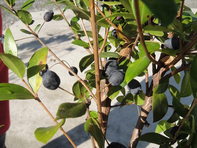 ギンバイカ の果実