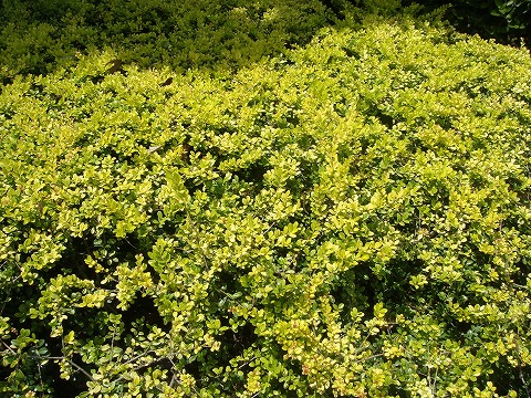 イヌツゲ ゴールデンジェム 1