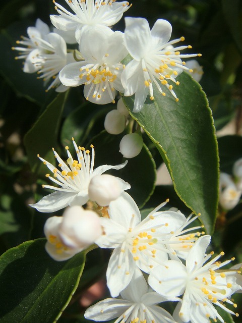 ハイノキ 苗 販売 苗木部 By 花ひろばオンライン