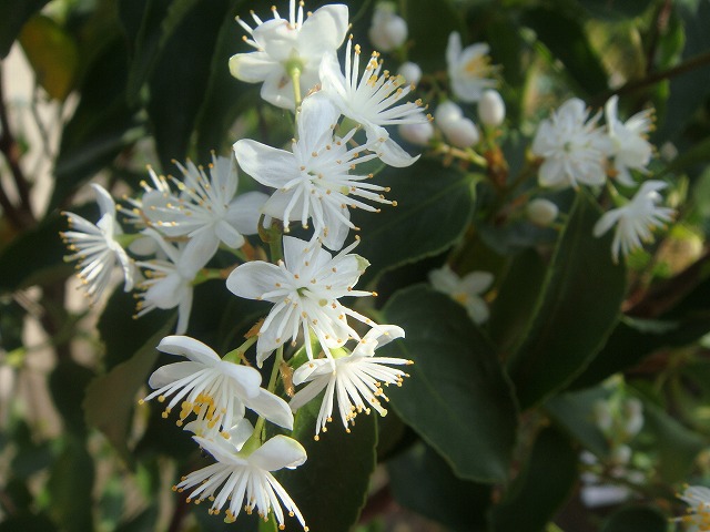 ハイノキ 苗 販売 苗木部 By 花ひろばオンライン