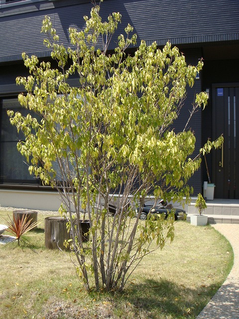 ハイノキ 苗 通販 苗木部 By 花ひろばオンライン