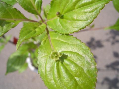 ハナイカダ メスの花
