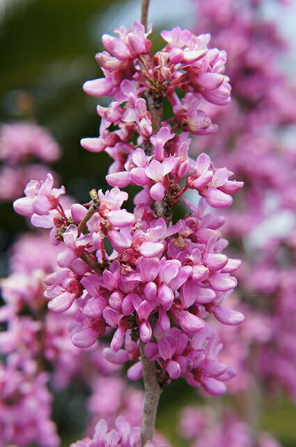 ハナズオウ 赤花ハナズオウ 2