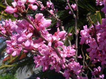 ハナズオウ 赤花ハナズオウ 1