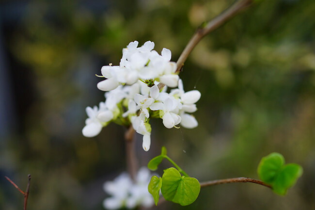 ハナズオウ 白花ハナズオウ 